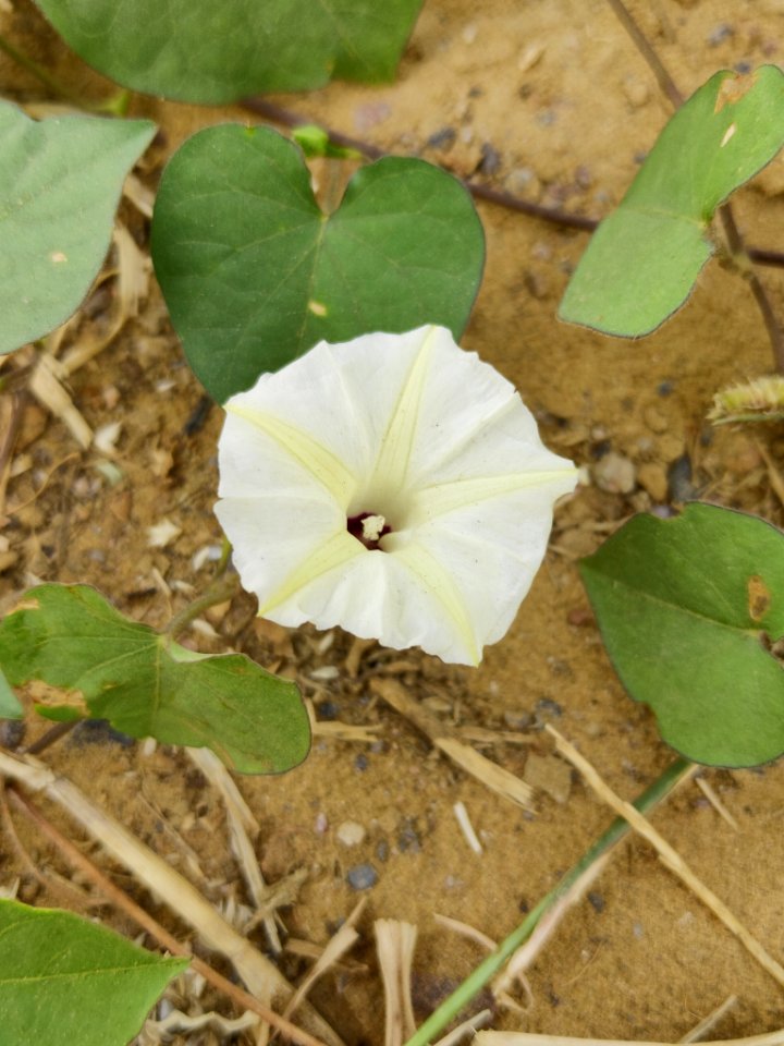 Ipomoea obscura, the obscure morning glory or small white morning glory