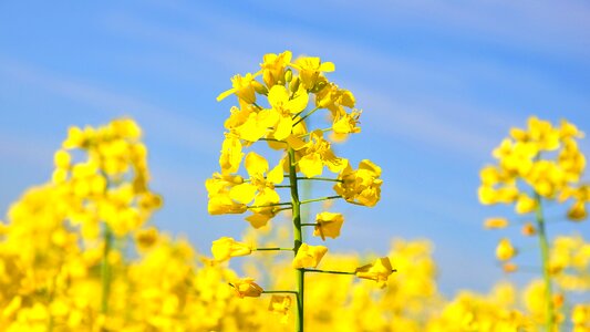 Canola field yellow nature