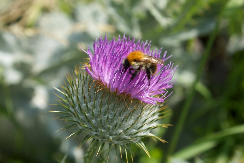 Bloom flora fauna