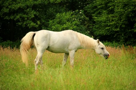 Pasture stallion grass
