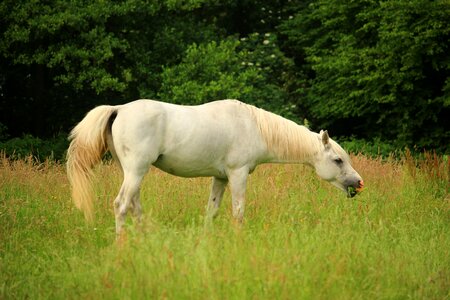 Pasture stallion grass photo