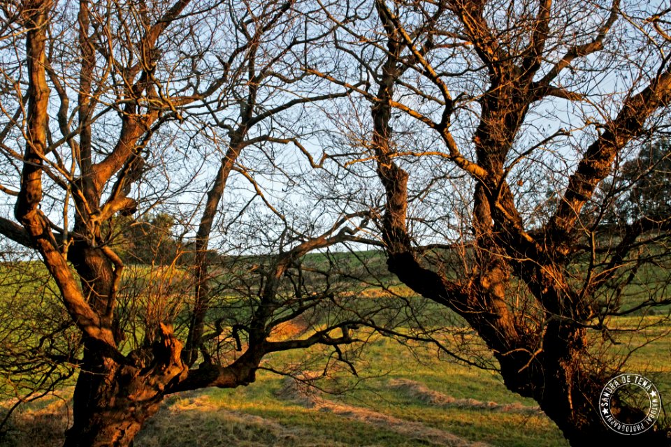 Into The Trees (190222131)