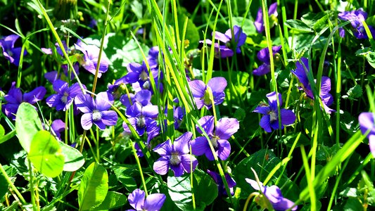 Violet nature purple flowers