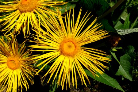 Inula magnifica - UBC Botanical Garden - Vancouver, Canada - DSC07784
