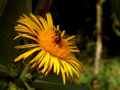 Inula helenium, 2015-07-27, Highland Park, 02