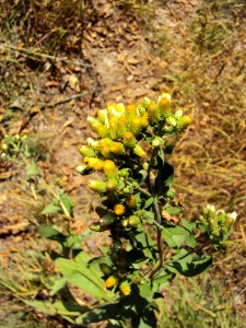 Inula conyzae Podkomorské lesy