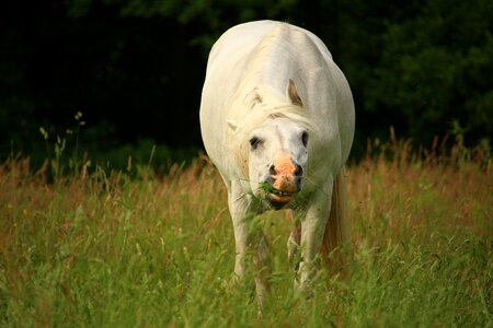Pasture stallion meadow