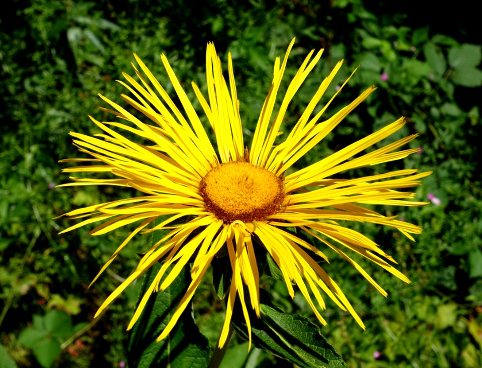 Inula magnifica - UBC Botanical Garden - Vancouver, Canada - DSC07786