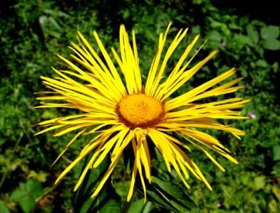 Inula magnifica - UBC Botanical Garden - Vancouver, Canada - DSC07786