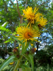 Inula helenium, 2015-07-27, Highland Park, 01