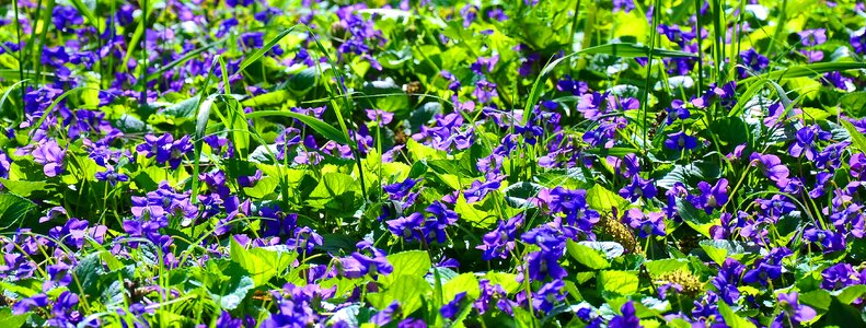 Violet nature purple flowers