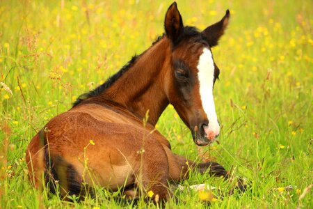 Pasture suckling grass