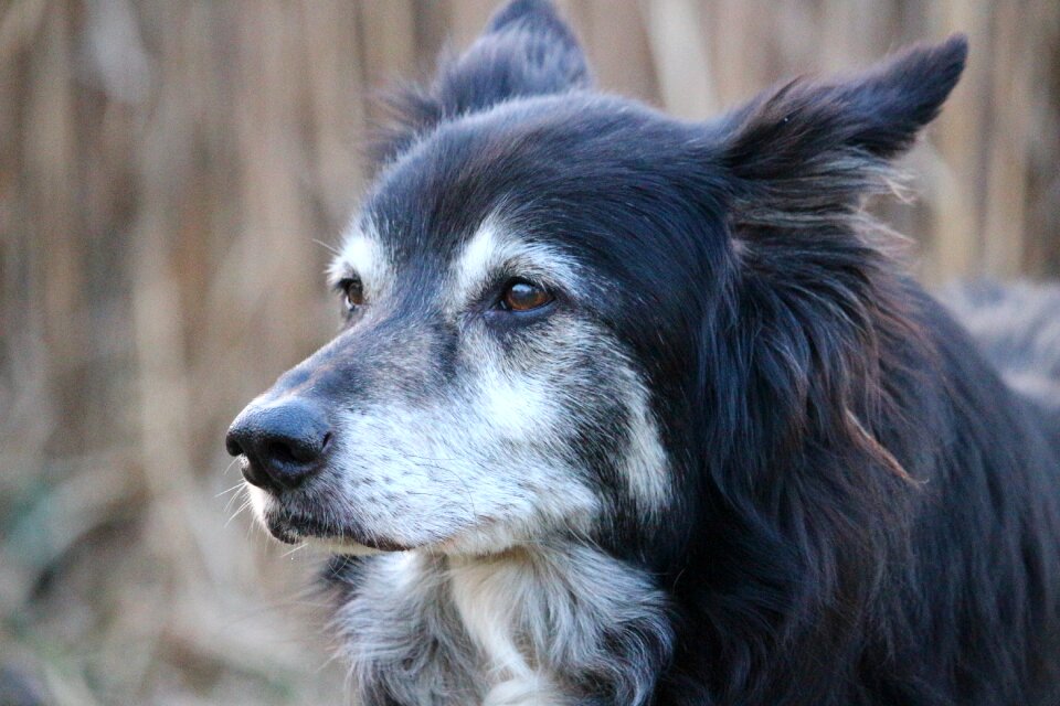 British sheepdog border collie photo