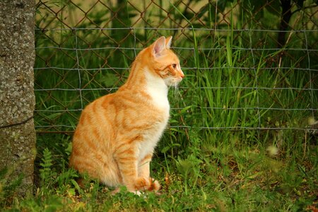 Domestic cat red cat red mackerel tabby photo