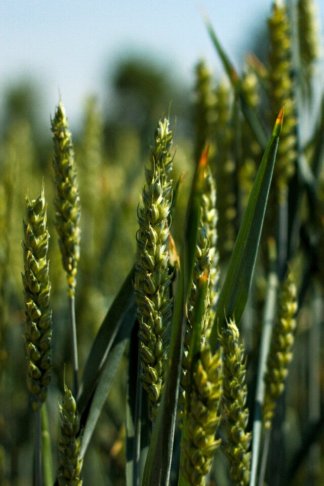 Wheat field crops immature