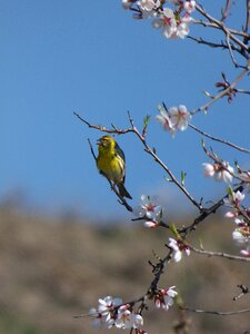 It gafarró flowery branch almond tree in blossom