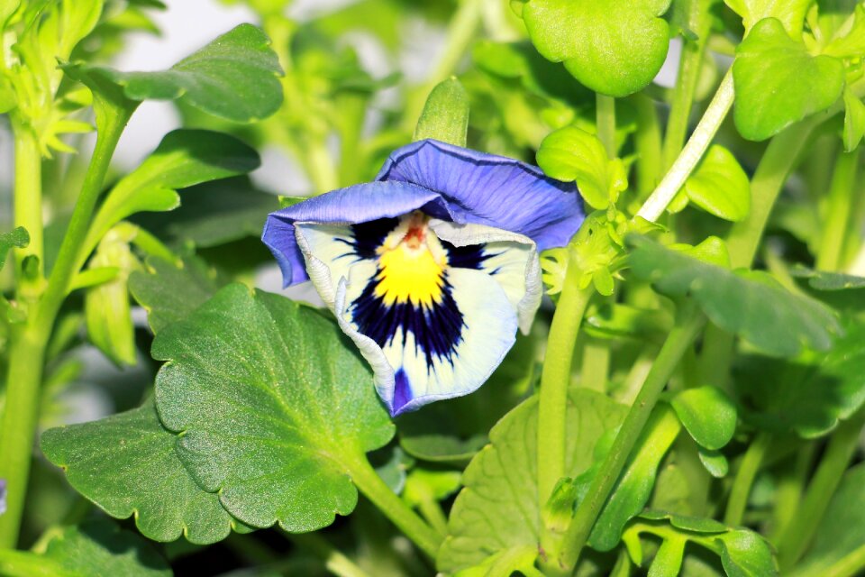 Flower nature pansies