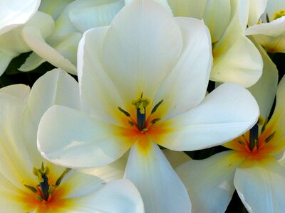 Bloom white white blossom photo