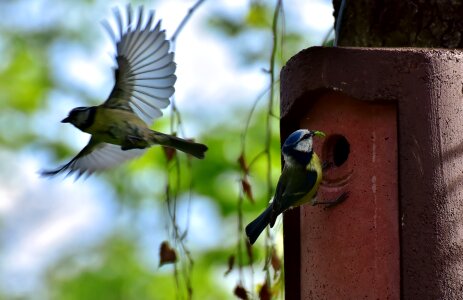 Bird tit garden