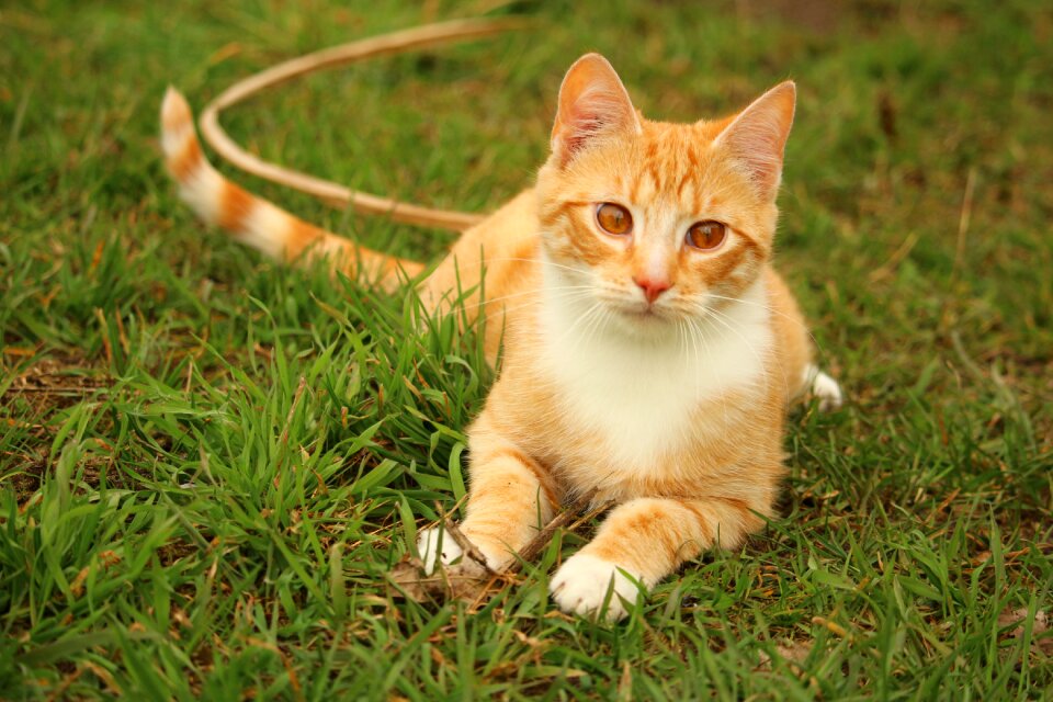 Red cat cat baby young cat