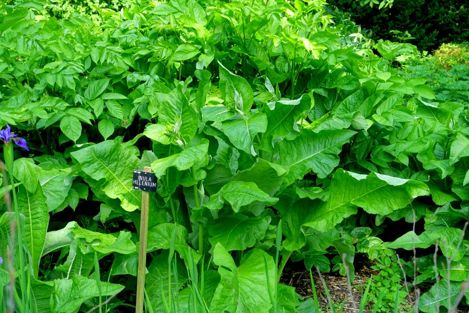 Inula helenium - Savill Garden - Windsor Great Park, England - DSC06464
