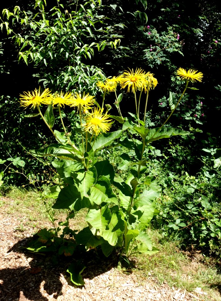 Inula magnifica - UBC Botanical Garden - Vancouver, Canada - DSC07780