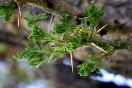 Nature plant green