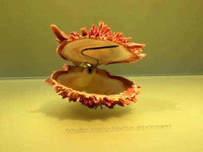 Inside View Spondylus princeps