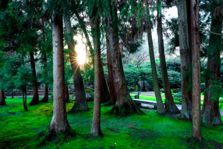Into The Woods (243255635)