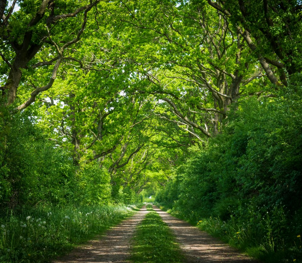 Forest path trees nature