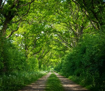 Forest path trees nature photo