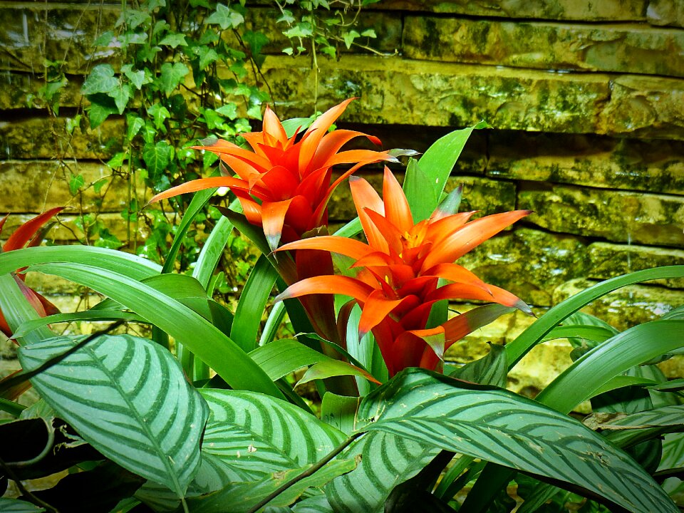 Nature exotic blossom