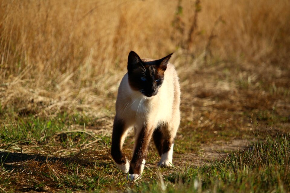 Breed cat siamese siamese cat photo