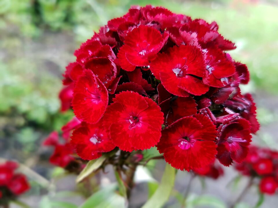 Flowers plants nature