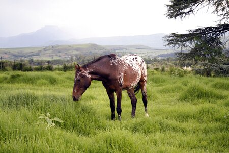 Field equine rural photo