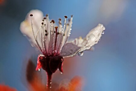 Plum blossom just add water dew photo