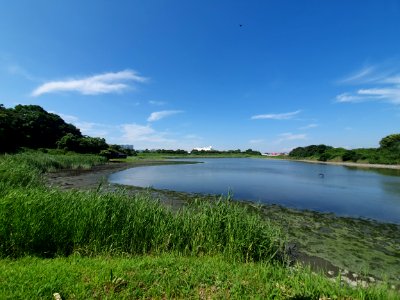 Inside Tokyo Port Wild Bird Park 3
