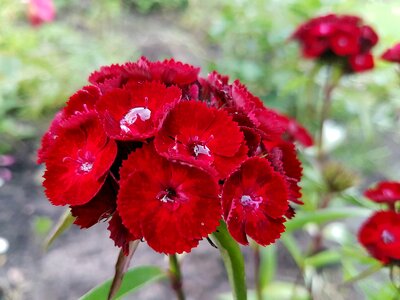Flowers plants nature