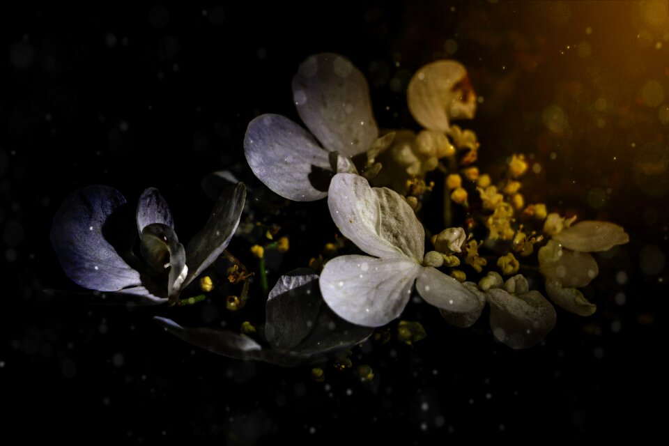 Flowers up close pictures