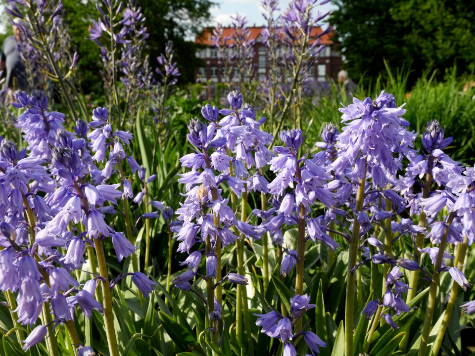 Institut.fuer.Lebensmitteltechnologie.TU.Berlin-Dahlem.Garten.Hasengloeckchen