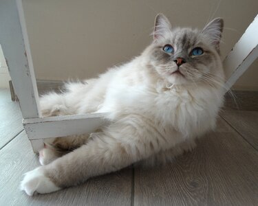 Pet relax quiet