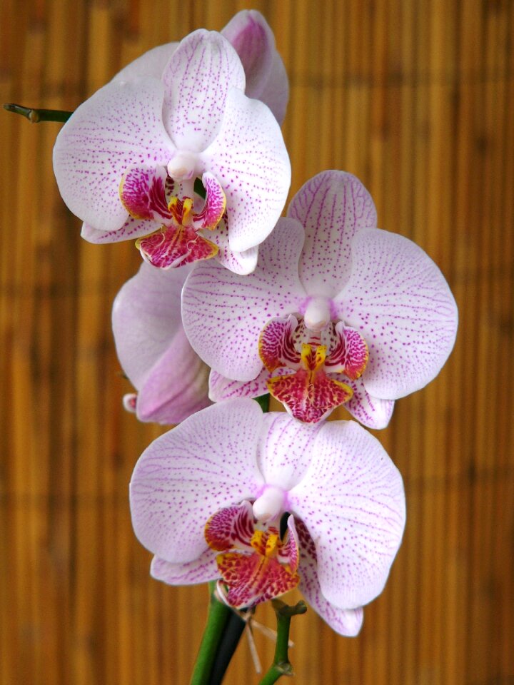Three nature brightly colored