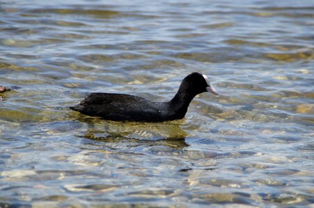 Animal bird water photo