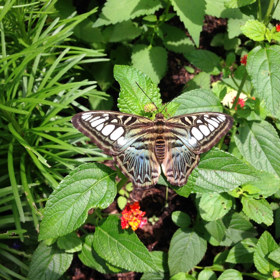Insect floral garden