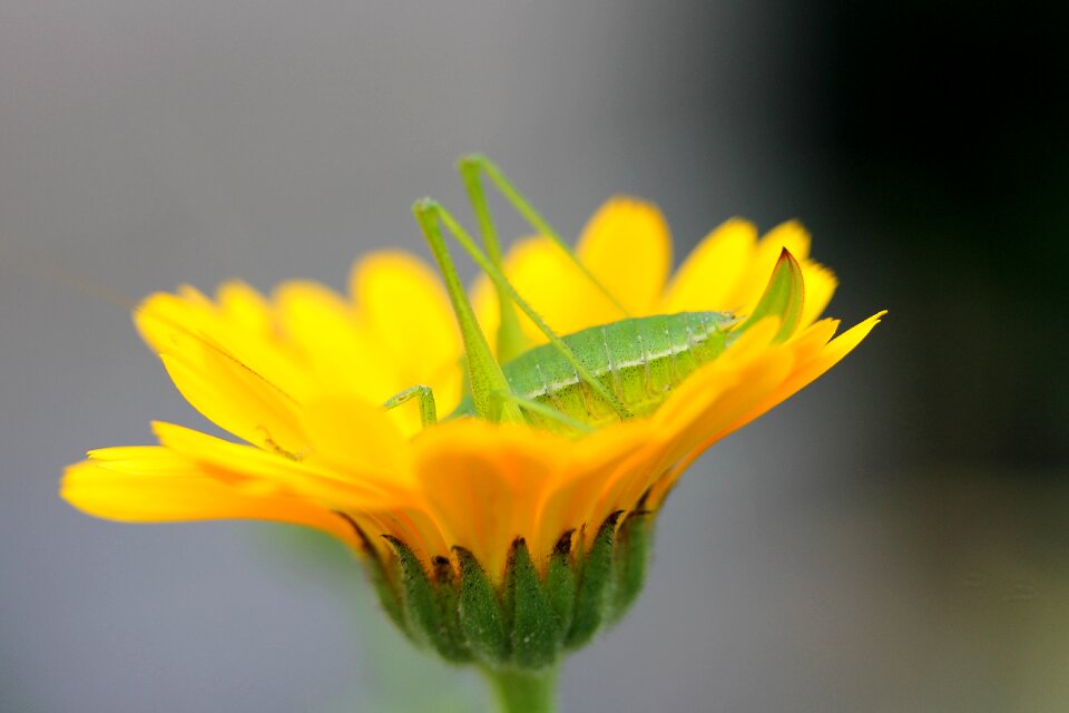 Yellow marigold macro