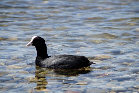 Animal bird water photo