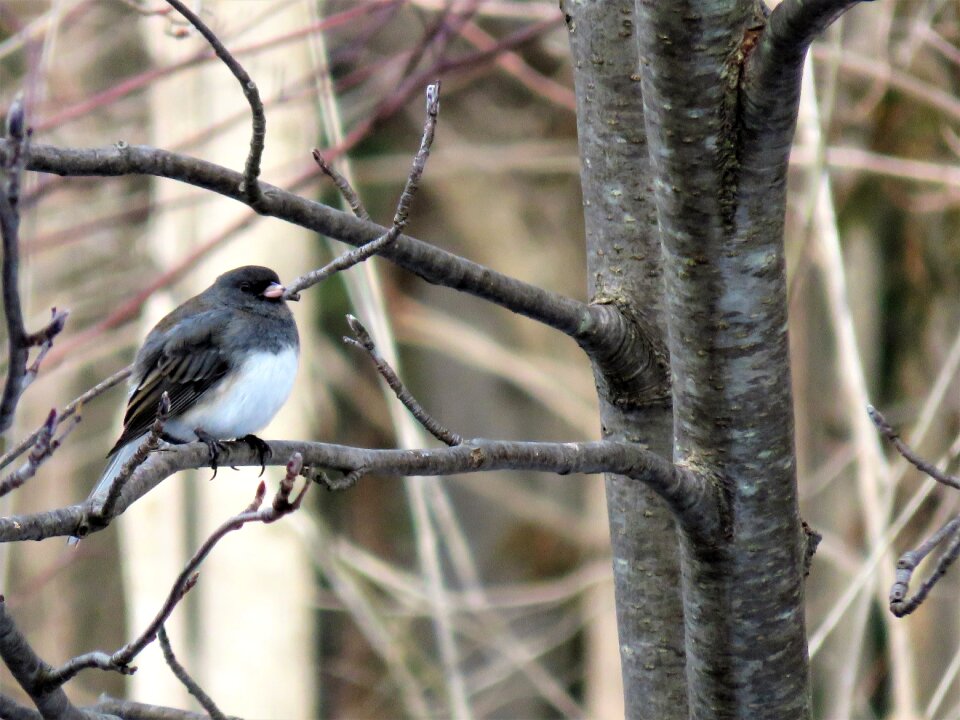 Winter birding ontario