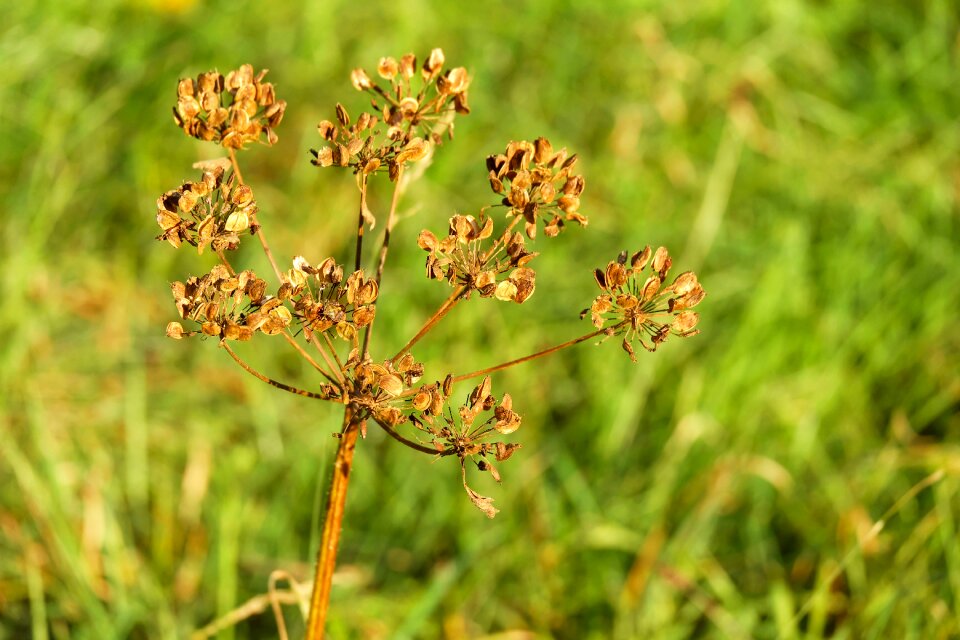 Meadow heracleum sphondylium doldengewaechs