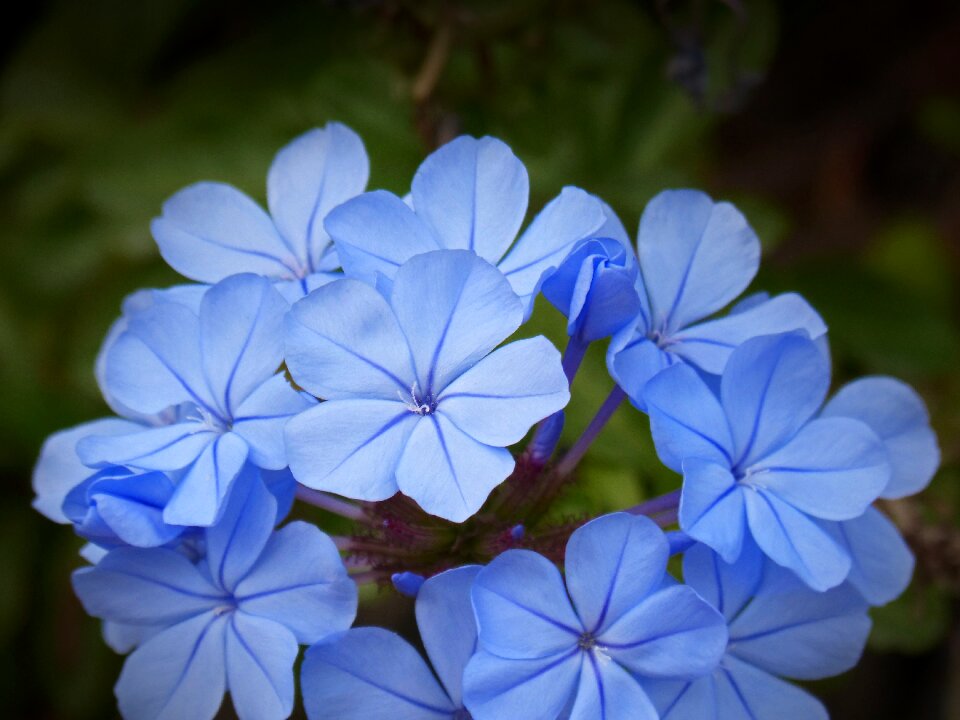Composite flower beauty detail