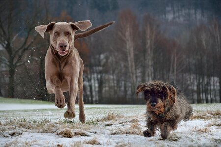 Weimaraner dachshund dogs photo